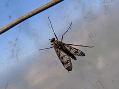 Rhagio atlanticus