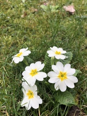Primula vulgaris