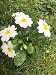 Primula vulgaris