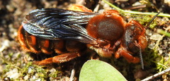 Rhodanthidium