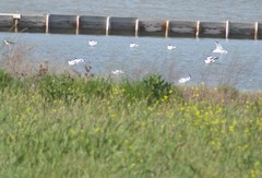 Recurvirostra avosetta