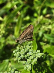 Pelopidas mathias mathias