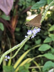 Pelopidas mathias mathias