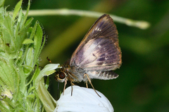 Nastra dryas