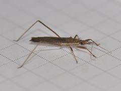 Pygolampis pectoralis