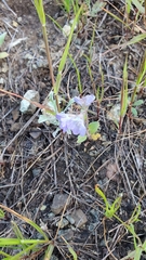 Phacelia divaricata