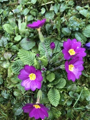 Primula vulgaris