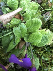 Primula vulgaris