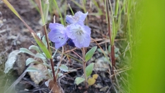 Phacelia divaricata