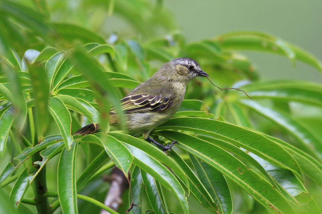 Slender-Footed Tyrannulet