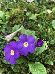 Primula vulgaris