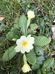 Primula vulgaris