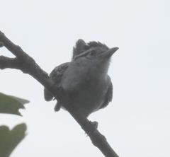 Herpsilochmus atricapillus