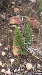 Cheilanthes contracta