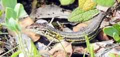 Psammodromus occidentalis