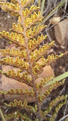 Cheilanthes contracta