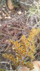 Cheilanthes contracta
