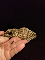 Lithobates areolatus