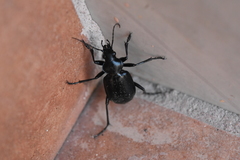 Calosoma peregrinator