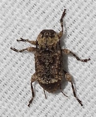 Leptostylus transversus