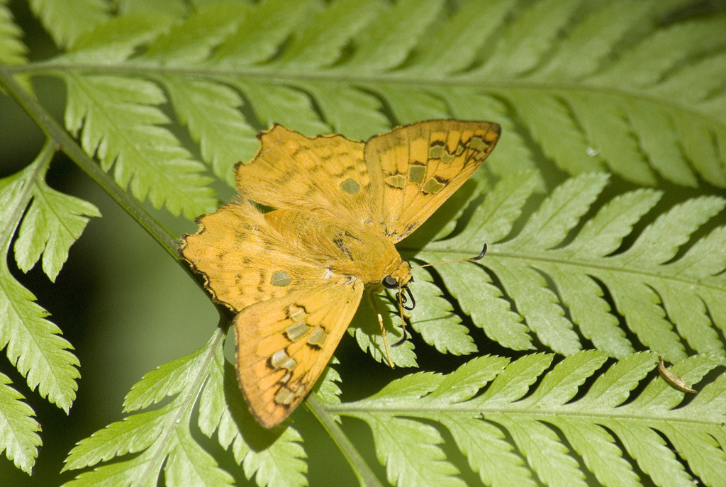 Widespread Myscelus