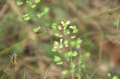 Noccaea perfoliata