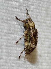 Leptostylus transversus