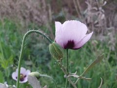 Papaver somniferum
