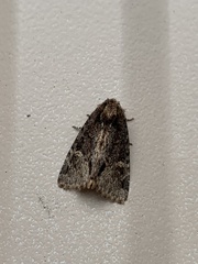 Phosphila turbulenta