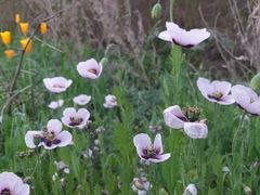 Papaver somniferum