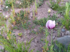 Papaver somniferum
