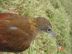 Xiphorhynchus elegans juruanus