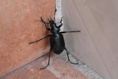 Calosoma peregrinator