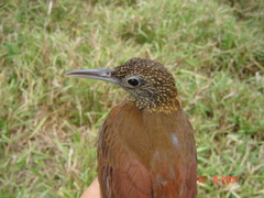 Xiphorhynchus elegans juruanus