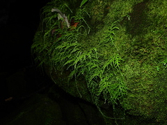 Selaginella flagellata