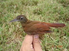 Xiphorhynchus elegans juruanus