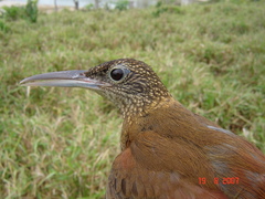Xiphorhynchus elegans juruanus