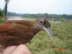 Xiphorhynchus elegans juruanus