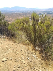 Battus polydamas psittacus