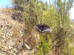 Battus polydamas psittacus