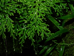 Selaginella flagellata