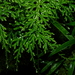 Selaginella flagellata - Photo (c) Sébastien SANT,  זכויות יוצרים חלקיות (CC BY-NC), הועלה על ידי Sébastien SANT