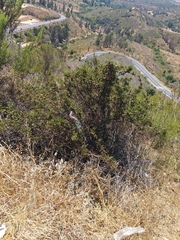 Battus polydamas psittacus