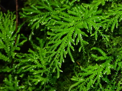 Selaginella flagellata