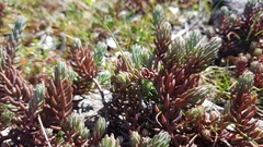 Petrosedum ochroleucum