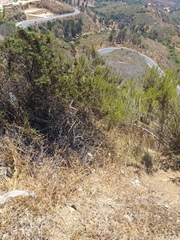 Battus polydamas psittacus