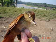 Cranioleuca gutturata