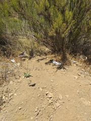 Battus polydamas psittacus