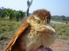 Cranioleuca gutturata
