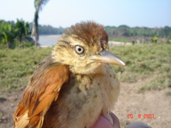 Cranioleuca gutturata